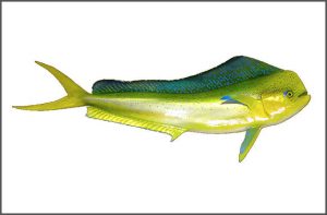 MAHI MAHI