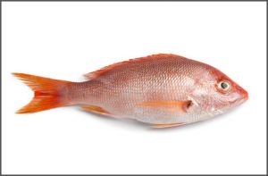 RED SNAPPER