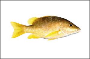 YELLOW SNAPPER